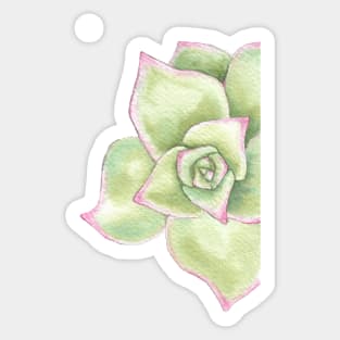 watercolor succulent echeveriamadiba Sticker